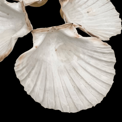 Sea Shells