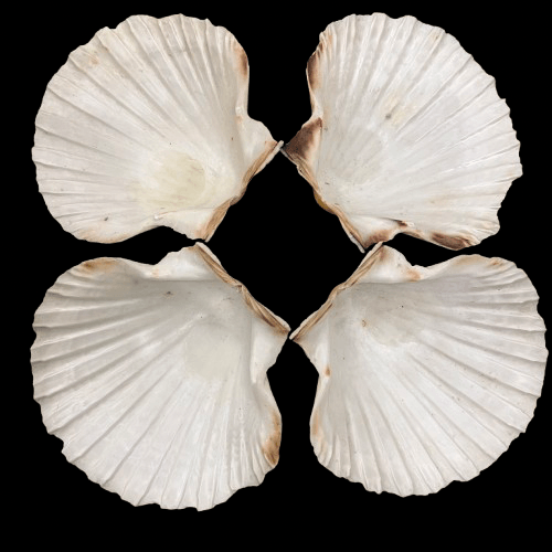 Sea Shells