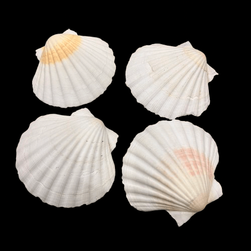 Sea Shells